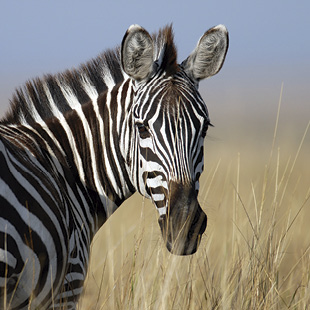 Crucero de vacaciones Alaska