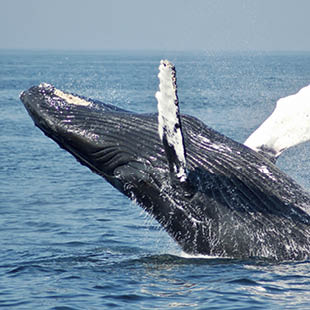 Crucero de vacaciones Alaska